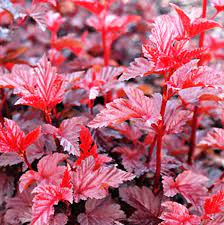 Пузыреплодник / Леди ин ред